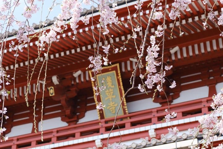 Private & Unique Kyoto Cherry Blossom "Sakura" Experience — photo 10