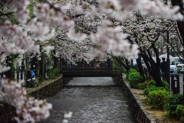 Private & Unique Kyoto Cherry Blossom "Sakura" Experience — photo 11