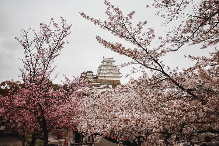 Private & Unique Kyoto Cherry Blossom "Sakura" Experience — photo 12