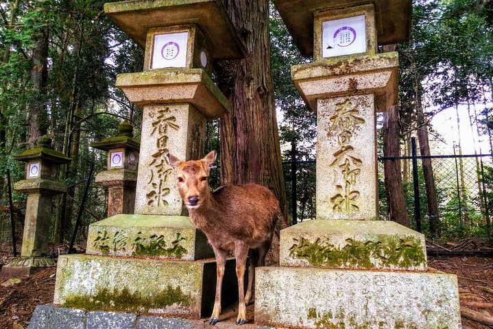 Kyoto and Nara 2-Day Tour: Golden Pavilion, Todaiji, Deer Park — photo 6