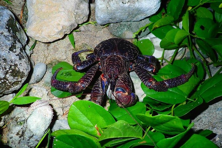 Okinawa Ishigaki Island Night Starry sky and Jungle night tour — photo 13