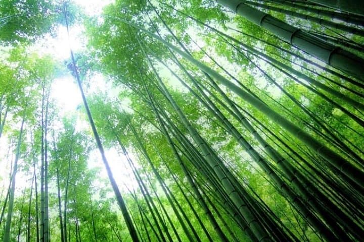 Kamakura Bamboo Forest and Great Buddha Private Tour — photo 2