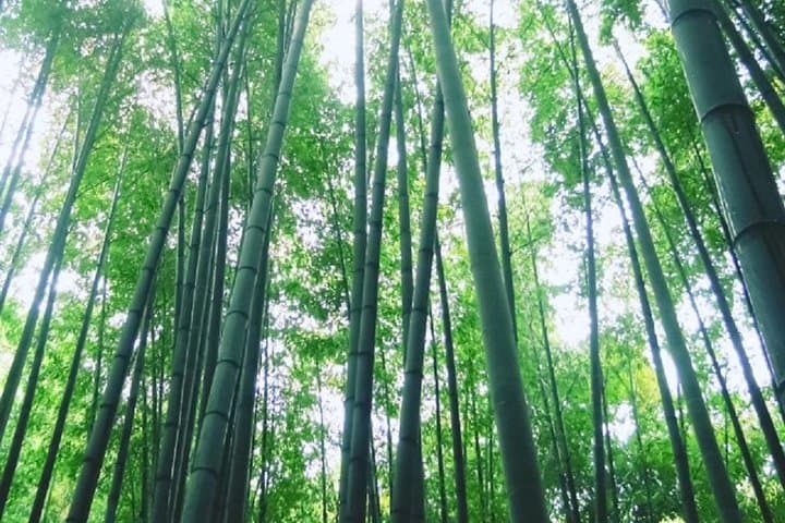 Kamakura Bamboo Forest and Great Buddha Private Tour — photo 7
