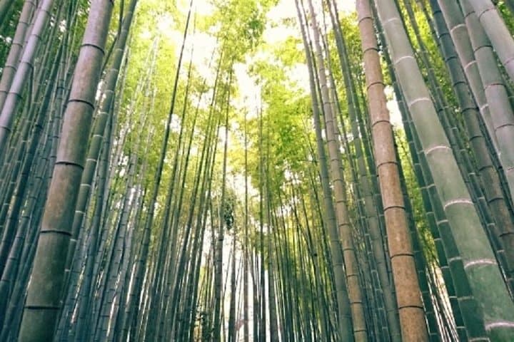 Kamakura Bamboo Forest and Great Buddha Private Tour — photo 8