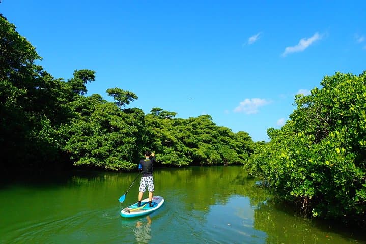 Okinawa Ishigaki Mangrove SUP or Canoe Tour — photo 12