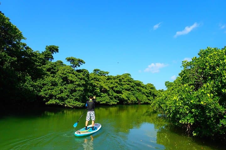 Ishigaki Mangrove SUP or Canoe + Blue Cave Snorkeling — photo 19