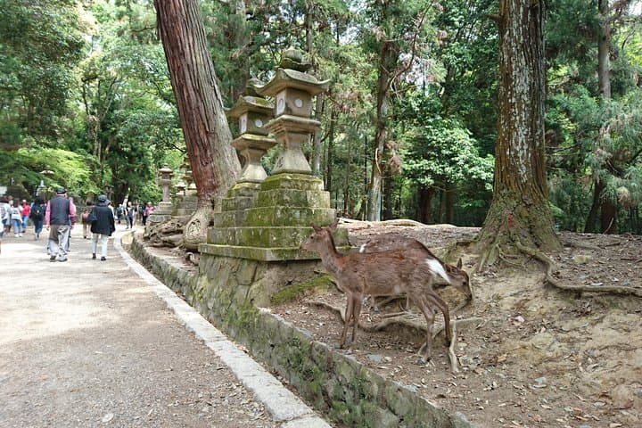 Relax in Nara: Deer Park, Todai-ji Temple and Merchants' Town — photo 2