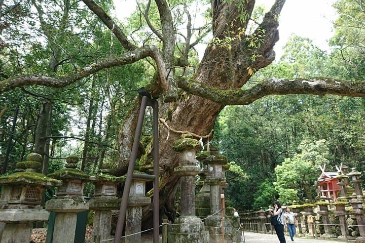 Relax in Nara: Deer Park, Todai-ji Temple and Merchants' Town — photo 4