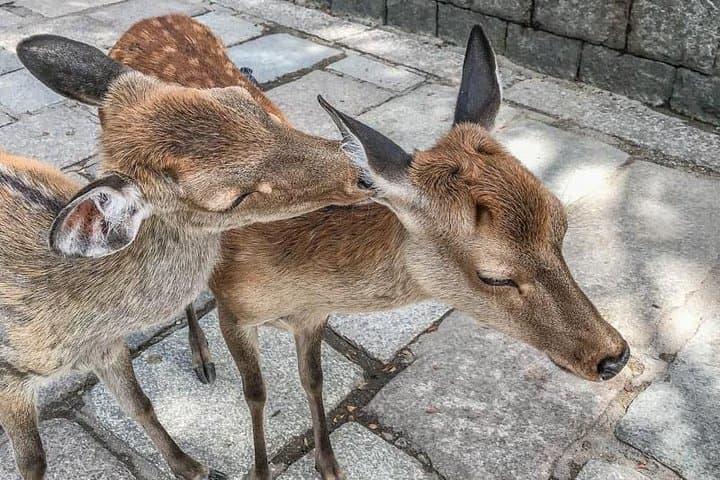 Nara Private Day Trip - Enjoy Your First-Time Visit to Nara! — photo 5