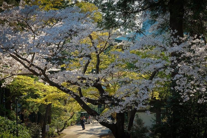 When Emperors Reigned and Shoguns Ruled — photo 8