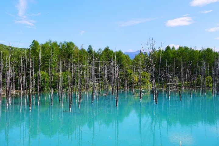 Hokkaido Asahiyama Zoo, Furano and Biei Bus Tour — photo 17