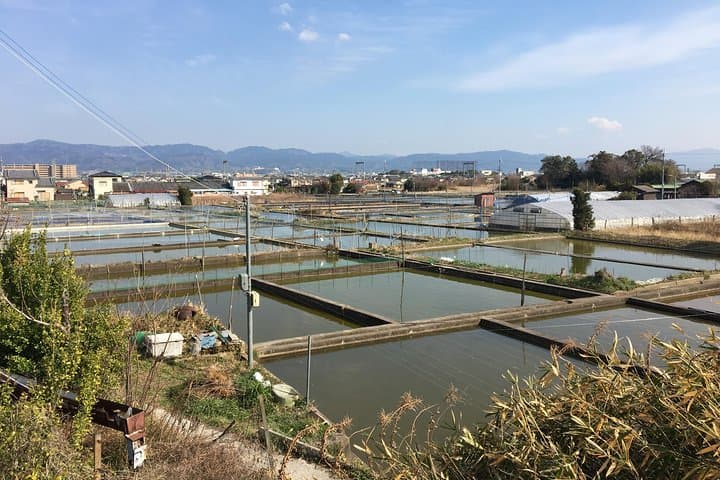 Yamato-Koriyama Castle and Goldfish Small-Group Tour from Nara — photo 10