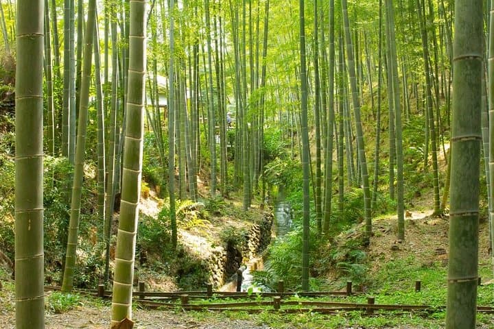 Kyoto Highlights: Arashiyama & Fushimi Inari by Private Car — photo 6