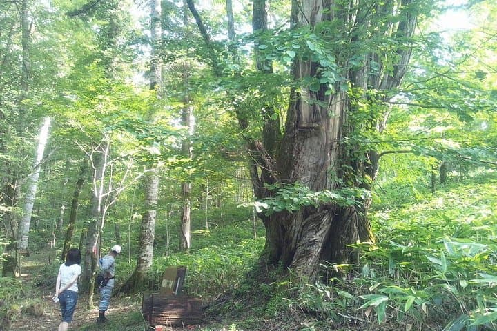 Shiratani-Unsuikyo Trekking Tour in Yakushima Island — photo 2