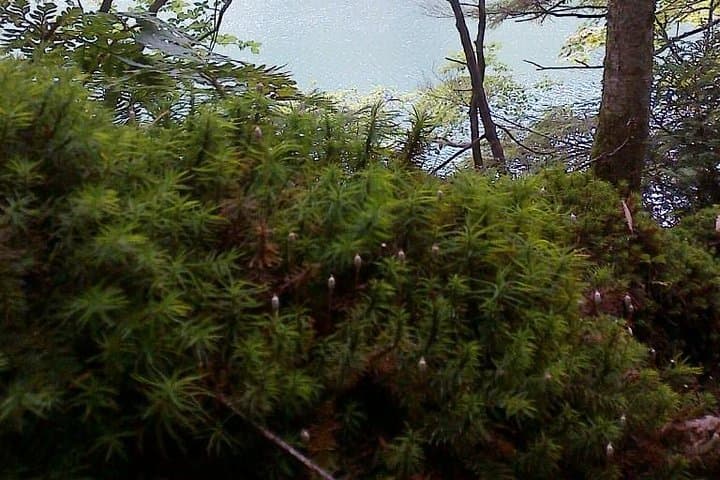 Shiratani-Unsuikyo Trekking Tour in Yakushima Island — photo 5
