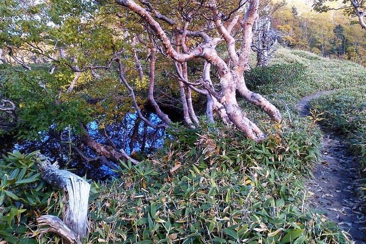 Shiratani-Unsuikyo Trekking Tour in Yakushima Island — photo 6