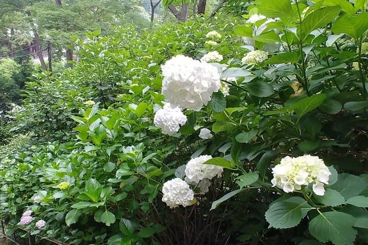 Kamakura and Eastern Kyoto with Lots of Temples and Shrines — photo 5