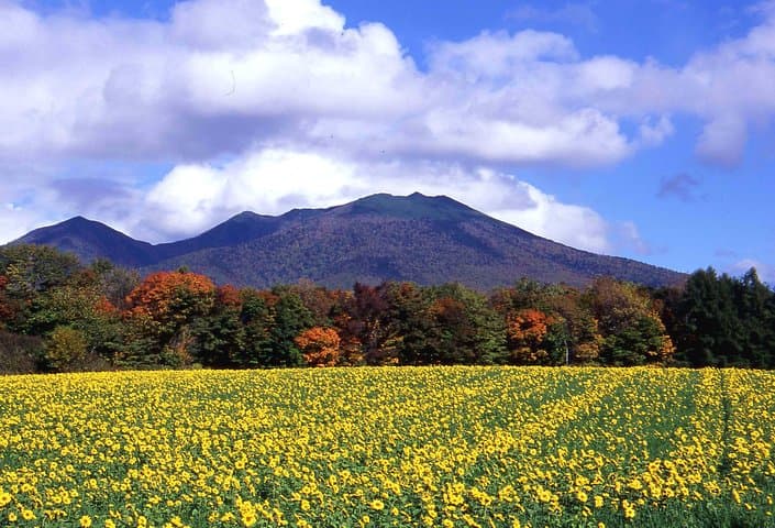 Furano & Biei Customised Private Day Tour (Up to 15 Pax/11 Hours) — photo 4