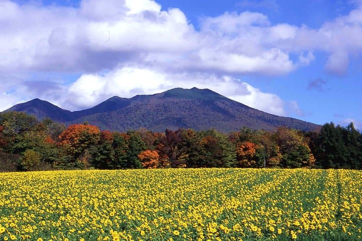Furano & Biei Customised Private Day Tour (Up to 8 Pax/11 Hours) — photo 4