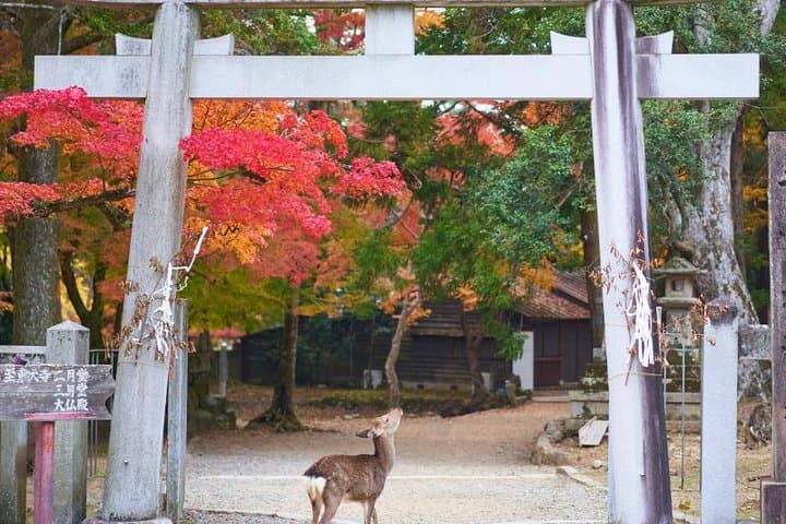 Japan Discovery Tour (12 Days) — photo 3