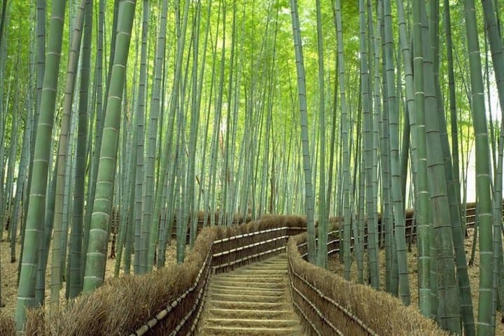 Kyoto Day Trip using Private Car with English Driver (up to 5) — photo 1
