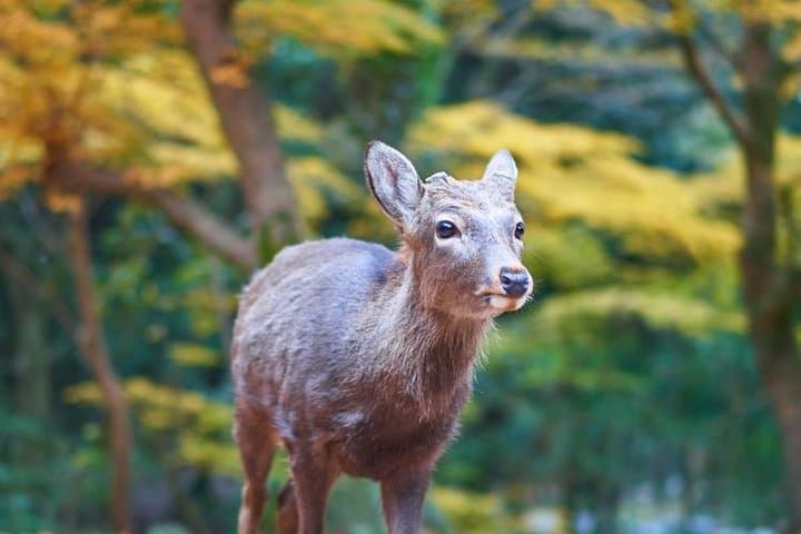 Japan Autumn & Winter Illuminations Discovery Tour (12 Days) — photo 2