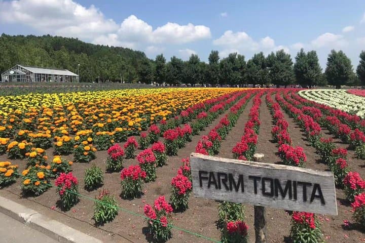 [Biei/Furano] One-day sightseeing by private car! — photo 4