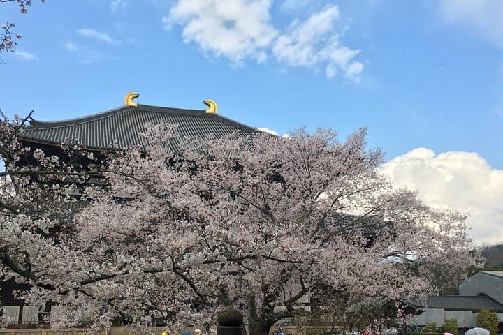 Nara private tour (Shore excursion available from Osaka or Kobe port) — photo 4