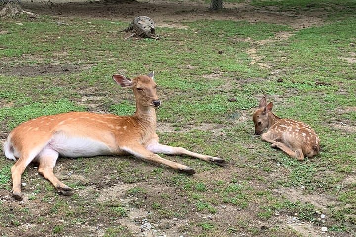 Nara private tour (Shore excursion available from Osaka or Kobe port) — photo 5