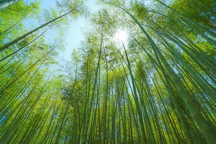 Fushimi Inari Hidden Hiking Tour (Private Option Available) — photo 5