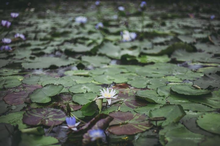 Private Car Day Trip to the Kobe Mountains, Gardens and Hot Springs from Osaka — photo 4