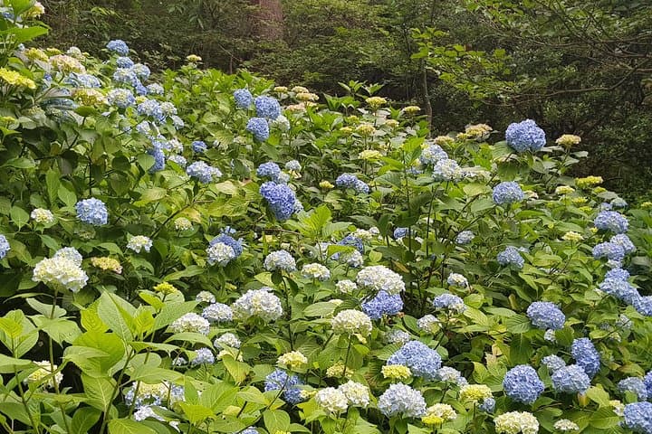 Private Car Day Trip to the Kobe Mountains, Gardens and Hot Springs from Osaka — photo 8