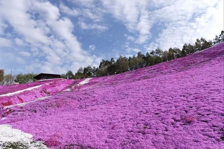 Hokkaido Flower Tour: Takinoue Shibazakura & Kamiyubetsu Tulips — photo 6