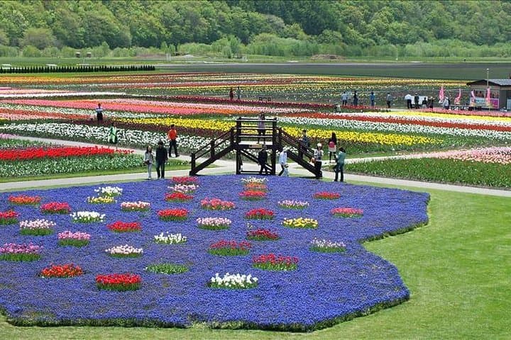 Hokkaido Flower Tour: Takinoue Shibazakura & Kamiyubetsu Tulips — photo 10