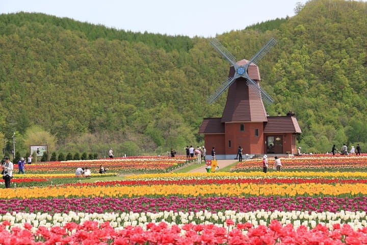 Hokkaido Flower Tour: Takinoue Shibazakura & Kamiyubetsu Tulips — photo 7