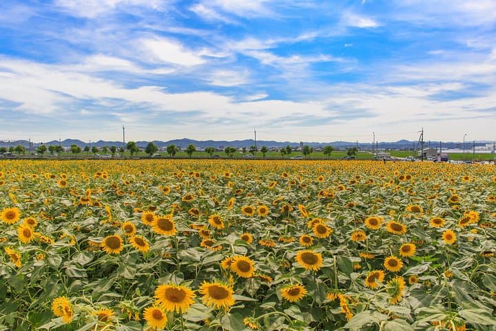 Okayama Day Trip: Nanko Sunflower Field and Peach Picking — photo 1