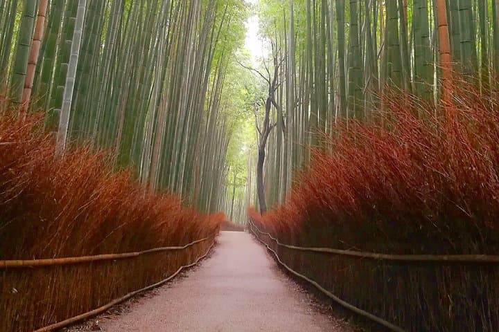 Afternoon Kyoto Bike Tour: Bamboo Forest, Monkeys & Hidden Spots — photo 15