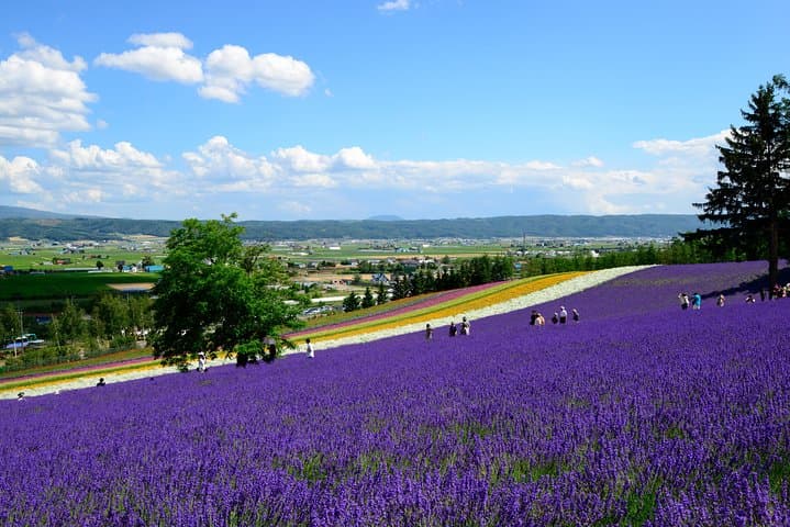 Hokkaido Furano Lavender Farm and Blue Pond Day Trip from Sapporo — photo 6
