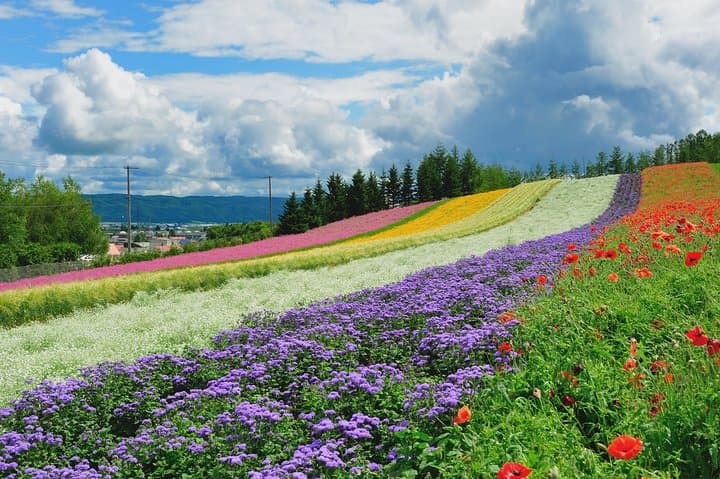 Hokkaido Furano Lavender Farm and Blue Pond Day Trip from Sapporo — photo 7