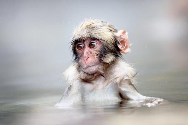 1-Day Snow Monkeys & Snow Fun in Shiga Kogen Tour — photo 2