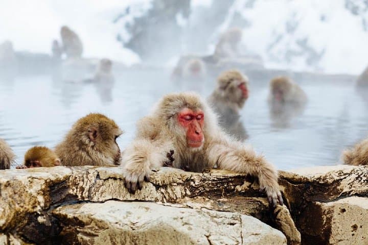 1-Day Snow Monkeys & Snow Fun in Shiga Kogen Tour — photo 3
