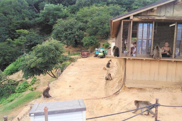 Kyoto Arashiyama & Golden Pavilion One-Day Walking Tour — photo 2