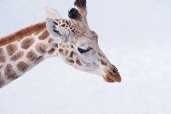 Hokkaido Asahiyama Zoo, Furano and Biei Bus Tour — photo 11