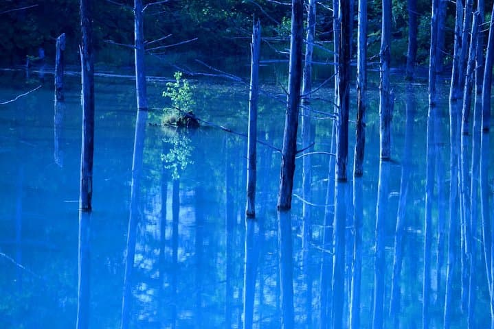 Hokkaido Asahiyama Zoo, Furano and Biei Bus Tour — photo 16