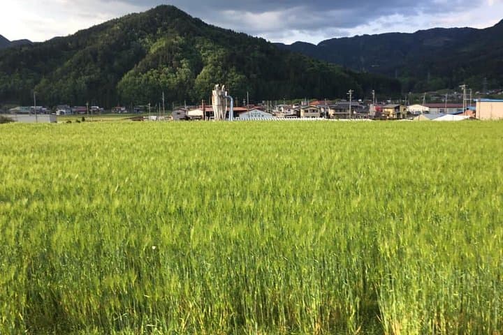 Private Afternoon Cycling Tour in Hida-Furukawa — photo 18