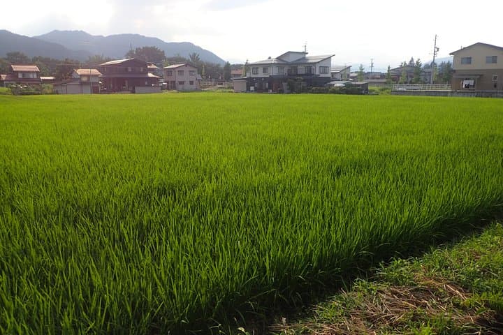 Private-group Morning Cycling Tour in Hida-Furukawa — photo 12