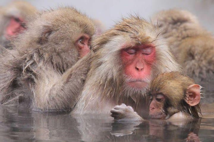 Full Day Snow Monkey Park Tour, From/To Tokyo, 2-12 guests — photo 6