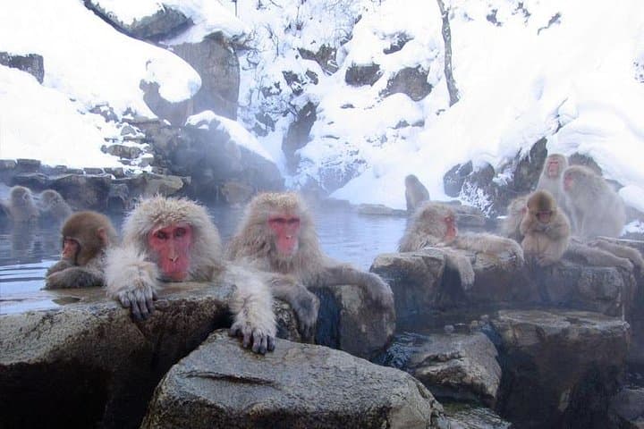 Full Day Snow Monkey Park Tour, From/To Tokyo, 2-12 guests — photo 4