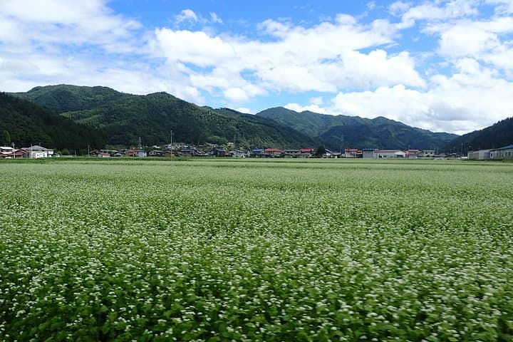 Private Afternoon Cycling Tour in Hida-Furukawa — photo 19