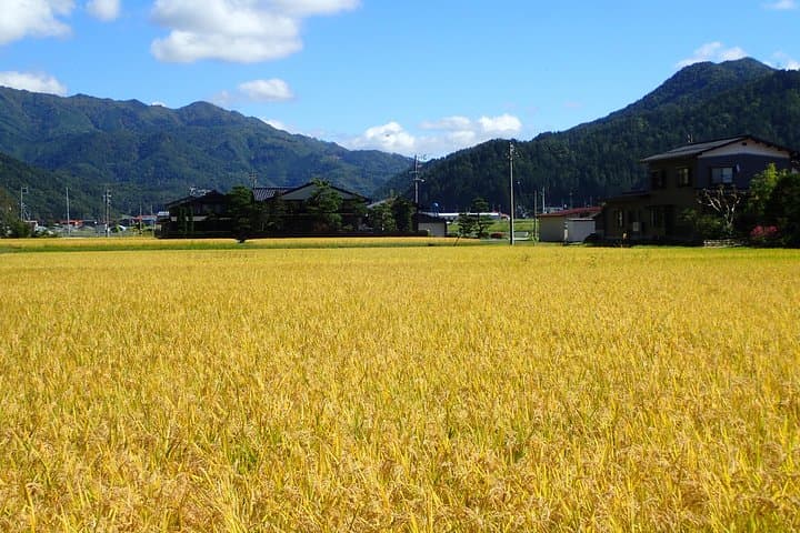 Private Afternoon Cycling Tour in Hida-Furukawa — photo 7